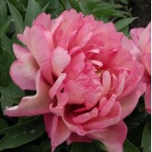 Paeonia Itoh Hillary